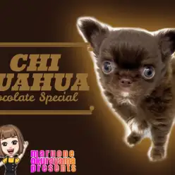 【 チワワ 】チョコレートカラーの小さな恋人！美しいアップルヘッドに注目！
