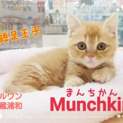 【 マンチカン 】短足猫の激かわ王子！マンチカンとの生活で気を付けるポイント！
