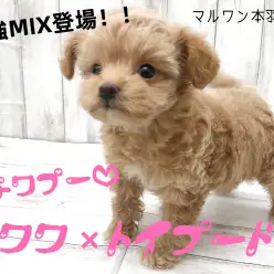 【 MIX 】チワワのお顔にトイプードルの毛質を受け継いだ超可愛いチワプー登場！