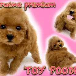 【 トイ・プードル 】目力バツグン！超童顔で濃厚レッドのプレミアムな女の子！