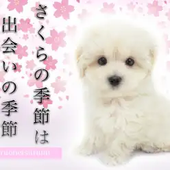 【 MIX・マルプー 】コロンとしたドワーフ体型！悶絶の可愛さは癒し効果抜群！