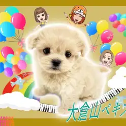 【 MIX 】マズル短めドワーフボディ！毛量満点・環境馴れ抜群なペキプーちゃん！