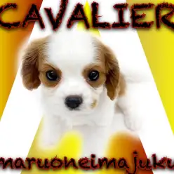 【 キャバリア 】最強のコンパニオンDOGが聖地に降臨！ブレンハイムの女の子！