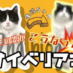 【 サイベリアン多頭飼い 】子犬と遊べる子猫発見!生後5ヶ月セカンドブログ