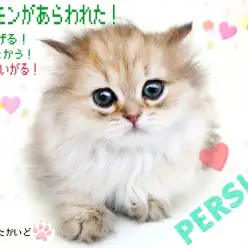 【 ペルシャ 】コンパクトな部屋でもお迎え可能！チンチラゴールデンの男の子！
