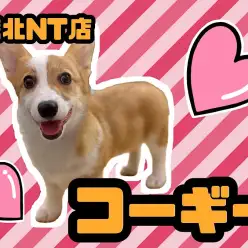 【 コーギー 】短足、プリケツ！笑顔のお散歩LIFE！