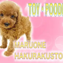 【 トイプードル 】小さめサイズで飼いやすさ抜群！理想の生活はこの子と始動！