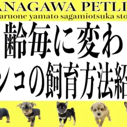 【 神奈川ペットライフ 】初心者の方必見！月齢毎に変わるワンコの飼育方法をご紹介
