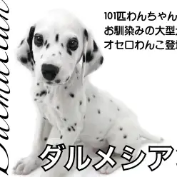 【 ダルメシアン 】101匹わんちゃんお馴染みの大型犬・オセロわんこ登場！！