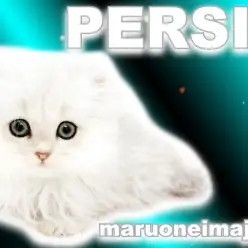 【 ペルシャ 】ゴージャスBODYのチンチラシルバー！プレミアムな女の子登場！