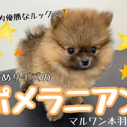 【 ポメラニアン 】小さめサイズにふわもこなルックスは圧倒的優勝！