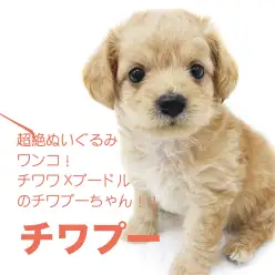 【 MIX 】超絶ぬいぐるみワンコ！プードル×チワワ のチワプーちゃん！