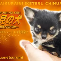 【 男前チワワ 】イケメンパラダイス注意報!ブラックタン&ホワイトのナイスガイ!