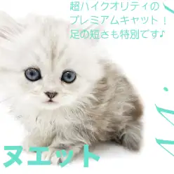【 短足ミヌエット 】超ハイクオリティのプレミアムキャット！足の短さも特別です♪