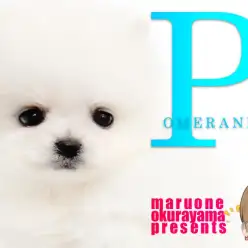 【 ポメラニアン 】クリスマスに誕生したマズルの短いタヌキポメとはまさにこの子！