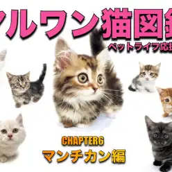 【 マルワン猫図鑑 】マンチカンの魅力をペットショップスタッフが解説！