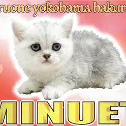 【 ミヌエット 】丸顔で短足のハイブリッド種!遊び好きな性格は最高の癒し系!