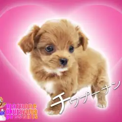 【 MIX 】奇跡・衝撃的可愛さ！レッドホットカラーのチワプー女の子が電撃入店！