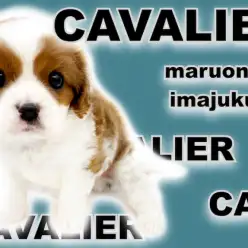 【 キャバリア 】目力バツグンのムッチリBODYが愛らしいブレンハイムの男の子!