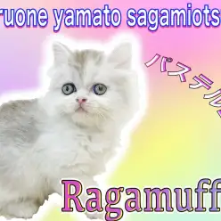 【 ラガマフィン 】パステルカラーの三毛！テディベアと呼ばれる穏やかさと懐っこさ