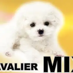 【 MIX 】ビションフリーゼとキャバリアMIXの超希少なフレンドリーガール!