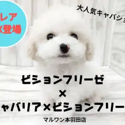 【 MIX 】ビションフリーゼ×キャバションの最強ミックス犬が登場！！