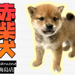 【 柴犬 】日本を代表する人気和犬種！ファーストインプレッション公開！