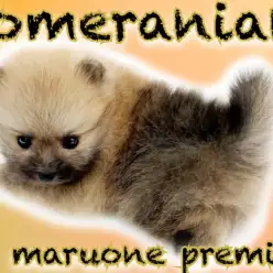 【 ポメラニアン 】爆毛・ぺちゃ顔・ドワーフ体型の究極の癒し系！たぬきポメ降臨！