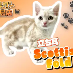 【 スコティッシュフォールド 】初心者にオススメ!クリームタビーの男の子!!