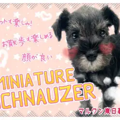 【 ミニチュアシュナウザー 】どんなカットも似合う美少女とまったりお散歩日和！