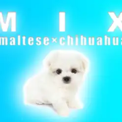 【MIX・マルチワ】両親のいい所が沢山詰まってるマルチワちゃん登場！