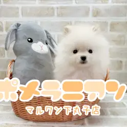 【 ポメラニアン 】クリスマスイブ生まれのふわふわ天使が舞い降りた！