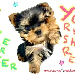 【 ヨークシャーテリア 】体重は380g！！横浜元町の可愛すぎるニューフェイス！