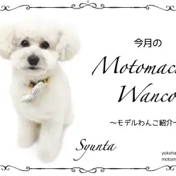 【 元町トリミング 】第十回Motomachi Wancoモデル犬紹介！