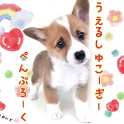 【 ウェルシュコーギーペンブローク 】お手入れ完璧!短足界のトップスター!!