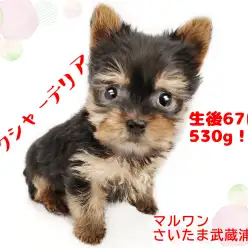 【 ヨークシャーテリア 】生後67日で530g!プレミアムパピー!
