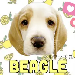【 ビーグル 】優しさ溢れる優しいカラー！幸せのペットライフはこの子で決まり！