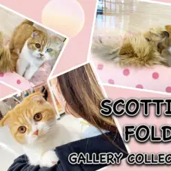 【 スコティッシュフォールド 】犬との多頭もできるフレンドリーな垂れ耳の女の子！