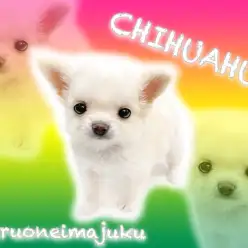 【 チワワ 】童顔・ドワーフ体型のクリームカラー！ティーカップサイズの女の子！
