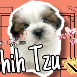 【 シーズー 】約2年ぶり登場のちょいレア犬種！顔立ちが整ったイケメンシーズー！