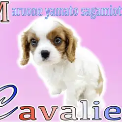 【 キャバリア 】癒し系ワンコ不動のエース！優しい眼差しと人を愛する心が特徴的！