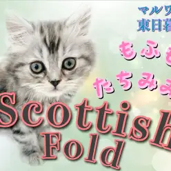 【 スコティッシュフォールド 】もふもふ系立ち耳ガールのおっとりさん！