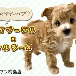 【 MIX犬・マルプー 】トイプードル×マルチーズのハイブリッド犬が登場！