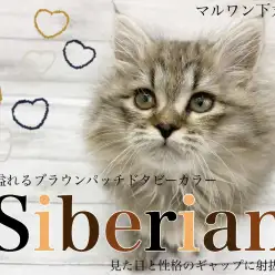【 サイベリアン 】人気沸騰中のカラバリ豊富な激カワ猫！野性味溢れるカラーに注目