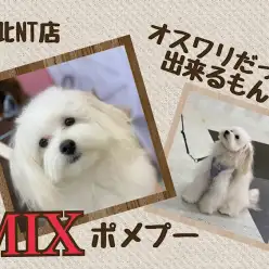 【 ミックス犬 】理解力に優れたNT店NO.1！育てやすいポメプー君!