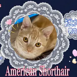 【 アメリカンショートヘア 】お迎え準備バッチリ！順応性豊かなアメショ君
