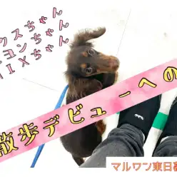 【 トレーニング 】ワクチンプログラム終了！～お散歩デビューへの道～