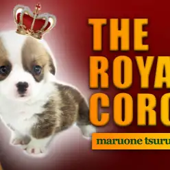 【 ウェルシュコーギーペンブローク 】垂れ耳桃尻毛系キューティーコーギー登場！