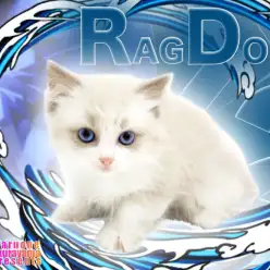 【ラグドール 】艷やかなバイカラーと美しすぎる瞳にうっとりな究極ドールキャット！