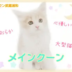 【 メインクーン 】心優しい大型猫ちゃん！長毛でもお手入れ楽ちん！